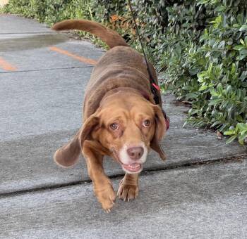 Pepino -  Beagle Dog for Adoption in Palm Springs, Florida - Pepino | PetCurious