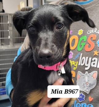 German Shepherd Dog and Border Collie Dogs Available for Adoption in Morganton, North Carolina - Mia | PetCurious