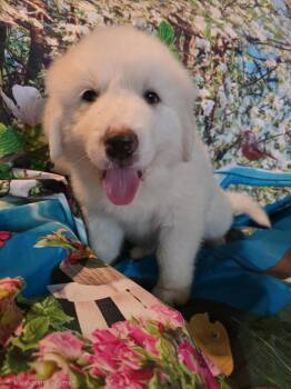 Great Pyrenees Dogs Available for Adoption in Spring, Texas - Newman | PetCurious