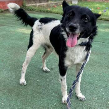 Sheep Dog Dogs Available for Adoption in Williston, Vermont - Lucas | PetCurious