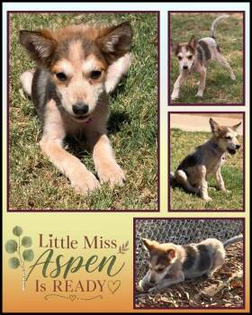 Mixed Breed Dogs Available for Adoption in Mesa, Arizona - Aspen | PetCurious
