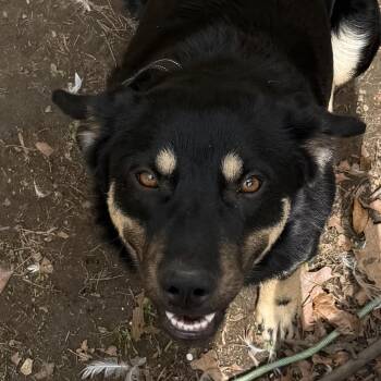 Sawyer -  Australian Shepherd and German Shepherd Dog Dog for Adoption in Ridgefield, Connecticut - Sawyer | PetCurious
