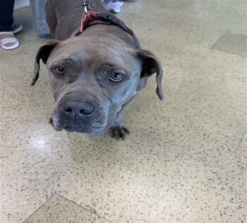BETTY BOOP -  Pit Bull Terrier and Mixed Breed Dog for Adoption in St. Louis, Missouri - BETTY BOOP | PetCurious