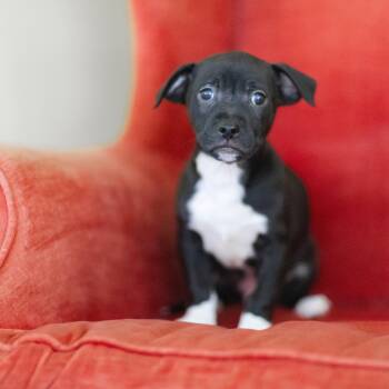 Rescue Mixed Breed Dogs for Adoption in Cranston, Rhode Island - OTHO | PetCurious