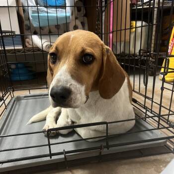 Beagle Dogs Available for Adoption in Edinburg, Texas - Colton | PetCurious