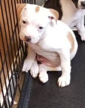 Cleo -  Terrier and Mixed Breed Dog for Adoption in West Memphis, Arkansas - Cleo | PetCurious