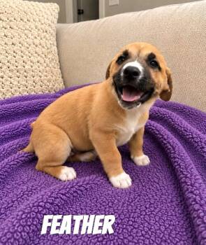Feather SS in MS -  Mixed Breed Dog for Adoption in Warwick, Rhode Island - Feather SS In MS | PetCurious