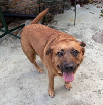 Rescue Black Mouth Cur Dogs for Adoption in Mobile, Alabama - JoJo | PetCurious