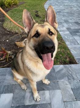 German Shepherd Dog Dogs Available for Adoption - Pluto  | PetCurious