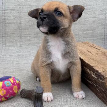 Chihuahua Dogs Available for Adoption in Minneapolis, Minnesota - Switzerland | PetCurious