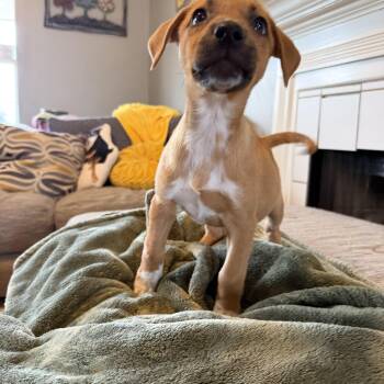 Fable -  Foxhound Dog for Adoption in Grafton, Massachusetts - Fable | PetCurious