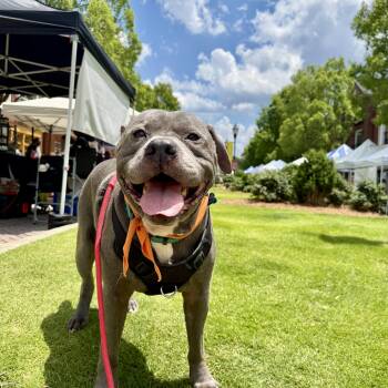 Chompers -  American Bully and American Staffordshire Terrier Dog for Adoption in Roswell, Georgia - Chompers | PetCurious