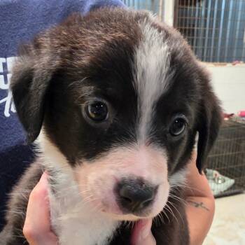 Pisces -  Mixed Breed Dog for Adoption in Leander, Texas - Pisces | PetCurious