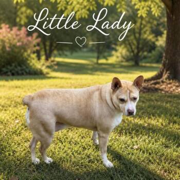 Little Lady -  Boston Terrier and Terrier Dog for Adoption in Lucas, Texas - Little Lady | PetCurious