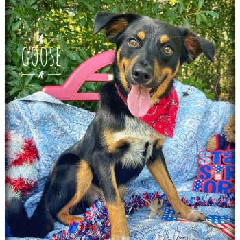 Goose -  Mixed Breed Dog for Adoption in Sarasota, Florida - Goose | PetCurious
