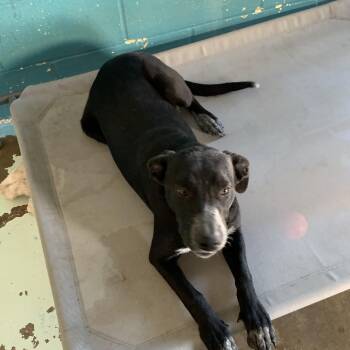 Australian Cattle Dog Blue Heeler Dogs Available for Adoption in Hearne, Texas - Luna | PetCurious