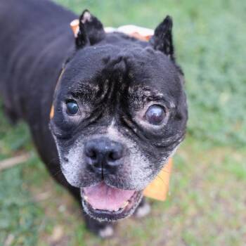 AGATHA -  American Bulldog Dog for Adoption in San Antonio, Texas - AGATHA | PetCurious