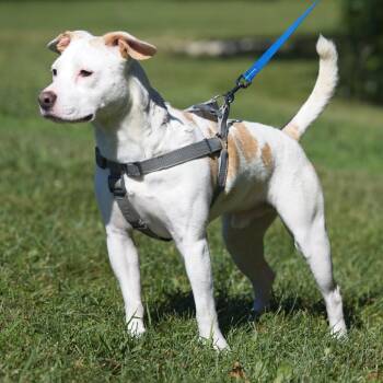 Pippin -  Pit Bull Terrier Dog for Adoption in South Elgin, Illinois - Pippin | PetCurious