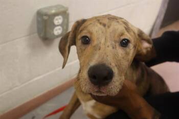 Mixed Breed Dogs Available for Adoption in Columbia, South Carolina - SWAN | PetCurious