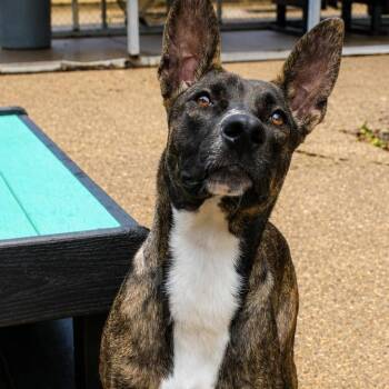 Poppy Seed -  Mixed Breed Dog for Adoption in Charleston, West Virginia - Poppy Seed | PetCurious
