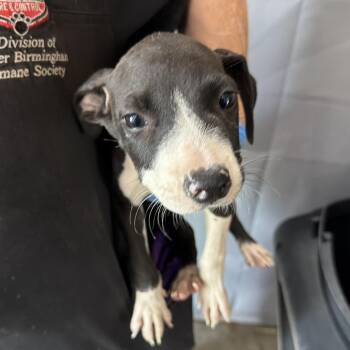 Greta -  Pit Bull Terrier Dog for Adoption in Birmingham, Alabama - Greta | PetCurious