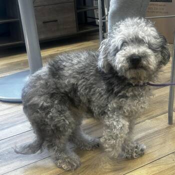 Chase -  Poodle Dog for Adoption in Newark, New Jersey - Chase | PetCurious