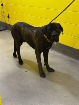FRANKFURT -  Cane Corso Dog for Adoption - FRANKFURT | PetCurious