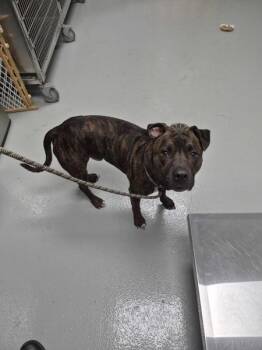 Nd-2 Sage -  Pit Bull Terrier Dog for Adoption in Lawrenceville, Georgia - Nd-2 Sage | PetCurious