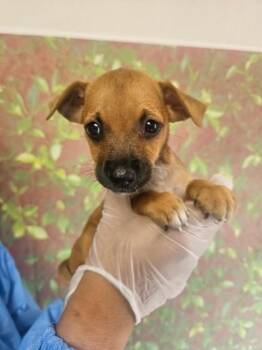 Piccola -  Chihuahua and Mixed Breed Dog for Adoption in San Antonio, Texas - Piccola | PetCurious