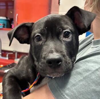 Pilot -  Labrador Retriever Dog for Adoption in Golden, Colorado - Pilot | PetCurious