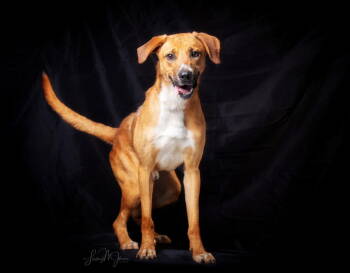 Rescue Hound and Golden Retriever Dogs for Adoption in Pryor, Oklahoma - Oliver | PetCurious