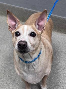 NICO -  Dachshund and Mixed Breed Dog for Adoption in Las Vegas, Nevada - NICO | PetCurious
