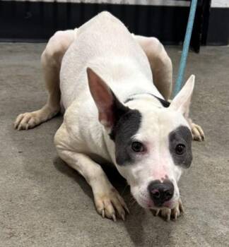 Majella -  Pit Bull Terrier Dog for Adoption in Cleveland, Ohio - Majella | PetCurious