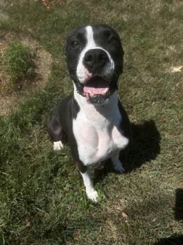 Blaze -  Boxer Dog for Adoption in Osage Beach, Missouri - Blaze | PetCurious