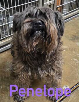 Schnauzer Dogs Available for Adoption in Grafton, Wisconsin - SPONSOR OR FOSTER ME - Penelope | PetCurious