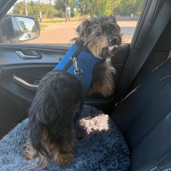 Hotch -  Yorkshire Terrier and Shih Tzu Dog Available for Adoption in Northville, Michigan - Hotch | PetCurious
