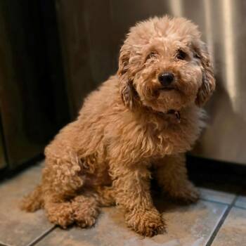 Poodle Dogs Available for Adoption in Chandler, Arizona - Pumpkin | PetCurious