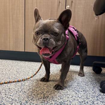 Oakley -  French Bulldog Dog for Adoption in Great Falls, Montana - Oakley | PetCurious