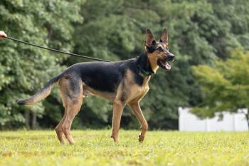 Berkley -  German Shepherd Dog and Hound Dog for Adoption in Youngsville, North Carolina - Berkley | PetCurious