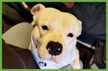 Ghost -  American Bully Dog for Adoption in Amherst, Massachusetts - Ghost | PetCurious
