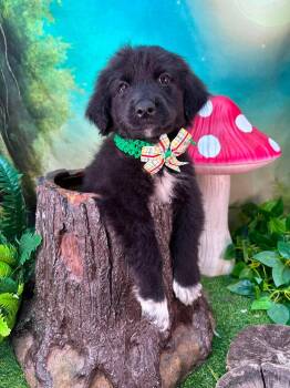 Mortimer -  Great Pyrenees Dog for Adoption in Winchester, Kentucky - Mortimer | PetCurious