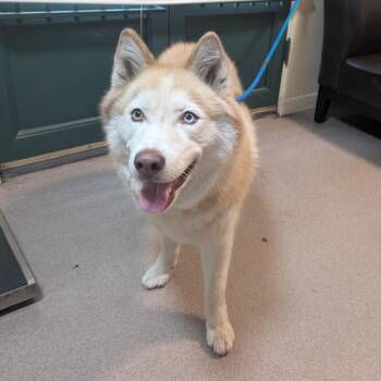 Sundance -  Husky Dog for Adoption in Pasadena, California - Sundance | PetCurious