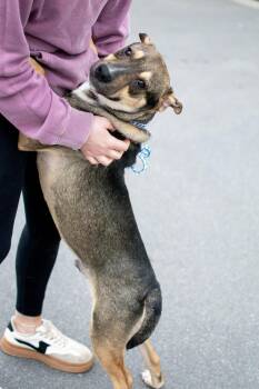 Rolo -  Shepherd Dog for Adoption in Frankfort, New York - Rolo | PetCurious
