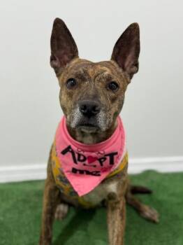 Salma-One of our Amazing Rescue Dogs -  Dutch Shepherd and Mountain Cur Dog for Adoption in Carlsbad, California - Salma-One Of Our Amazing Rescue Dogs | PetCurious
