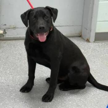 Labrador Retriever Dogs Available for Adoption in Bardstown, Kentucky - Simba | PetCurious