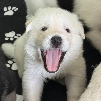 SUNNY- Local -  Anatolian Shepherd Dog for Adoption in Warwick, Rhode Island - SUNNY- Local | PetCurious