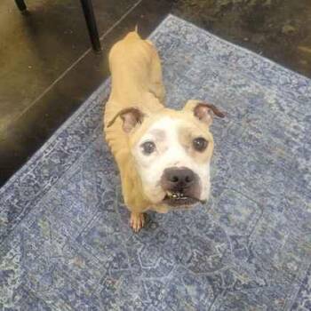 Parton -  Mixed Breed Dog for Adoption in Memphis, Tennessee - Parton | PetCurious