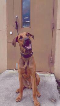 Rescue Hound Dogs for Adoption in Miami, Florida - NITRO-TRAINED DOG | PetCurious