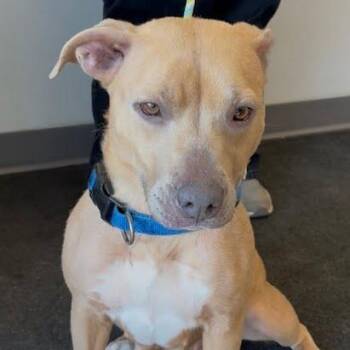 Mixed Breed Dogs Available for Adoption - Charo | PetCurious