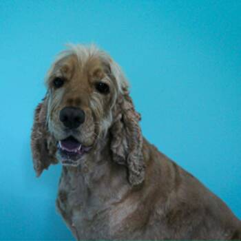 Sam -  English Cocker Spaniel Dog for Adoption in Hutchinson, Minnesota - Sam | PetCurious